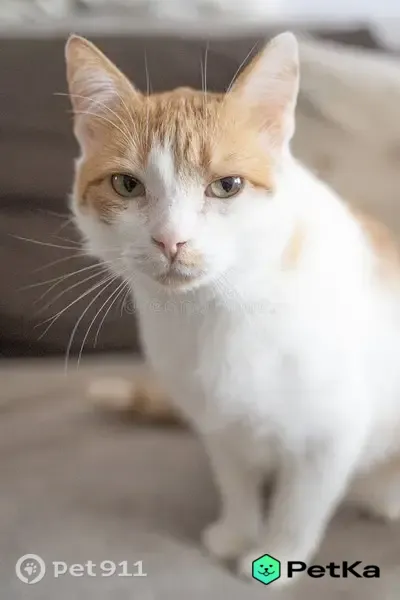 Пропала кошка, им. Сидоренко, Краснодар — белорыжая, не кастрирована - photo