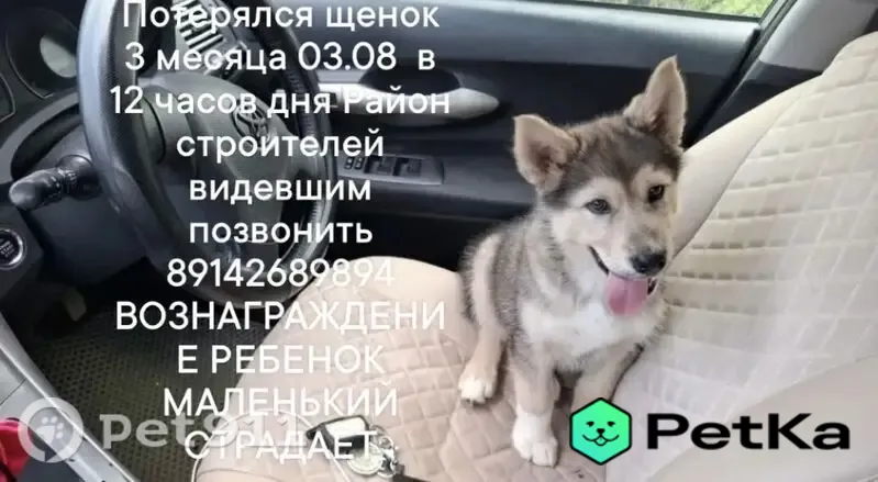 Пропала собака, Дзержинского, д. 51, Якутск — на хвосте 3 чёрных пятна - photo