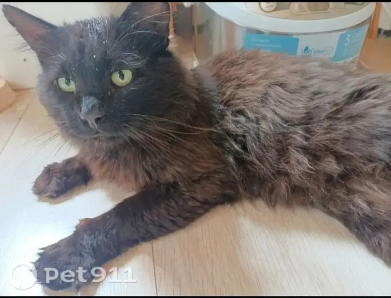Пропала кошка, Рыбинск, Боткина, д. 23 — чёрный с бурым отливом, короткий хвост - photo