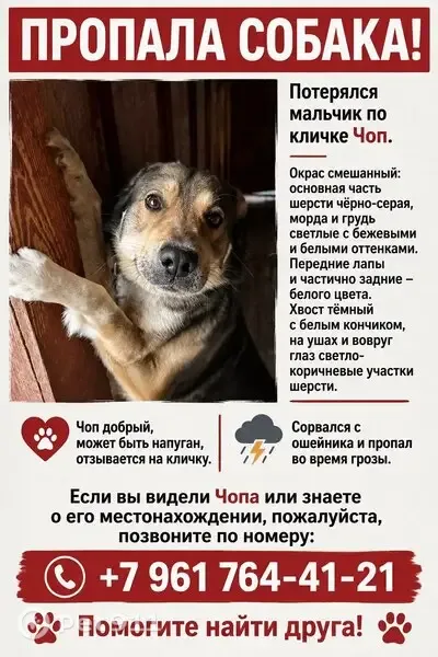 Пропала собака, Серов, Циолковского, д. 70 — откликается на кличку Чоп - photo