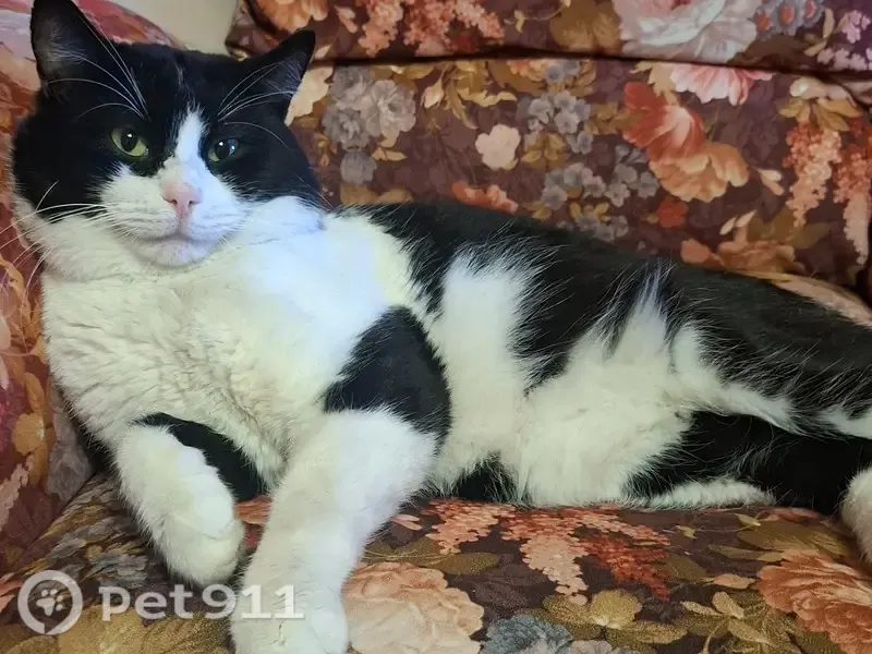 Пропала кошка, Геленджик, Степная, д. 44 — шишечка под шерстью на спинке - photo