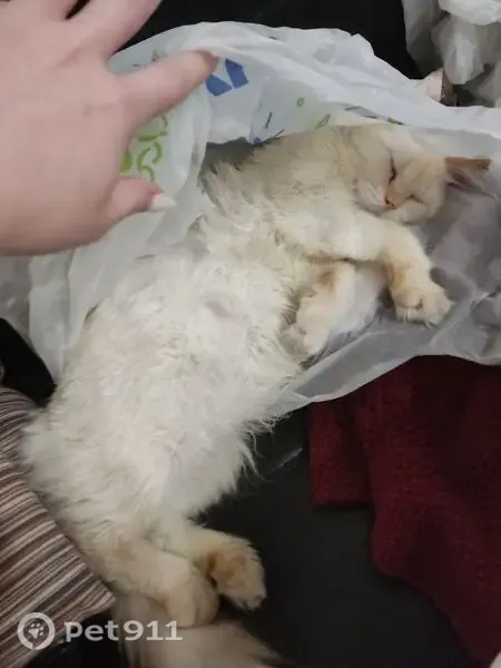 Пропала кошка, Владимир, Суздальский, д. 17а — кот 15 лет, старенький - photo