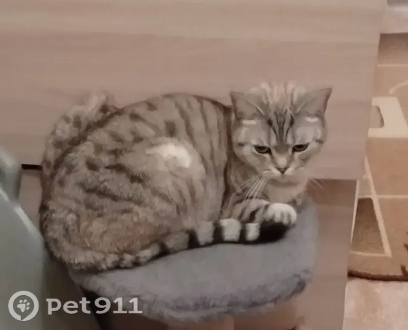 Пропала кошка, Инициативная, д. 17, Кемерово — шотландец, прямоухая, с ошейником - photo