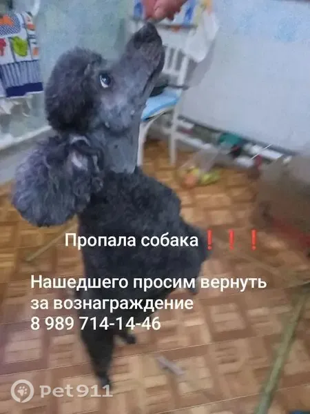 Пропала собака, 14-я линия, Ростов-на-Дону — серый, аккуратно подстриженный пудель - photo