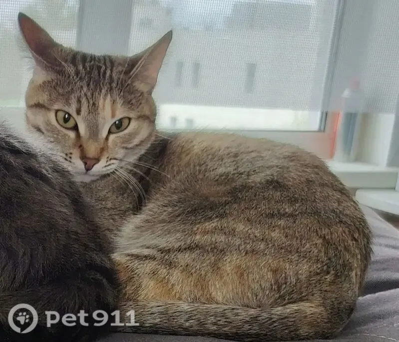 Пропала кошка, Красноярск, им.газеты 