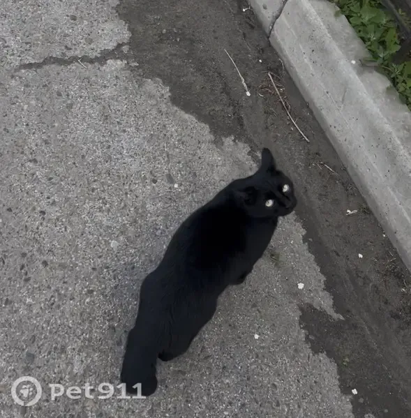 Пропала кошка, Барнаул, Денисова, д. 20 — чёрный кот с коротким хвостом - photo