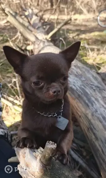 Пропала собака, Хутор Междуреченский, Ленина, д. 86 — шоколадный окрас, откликается на кличку Дени - photo