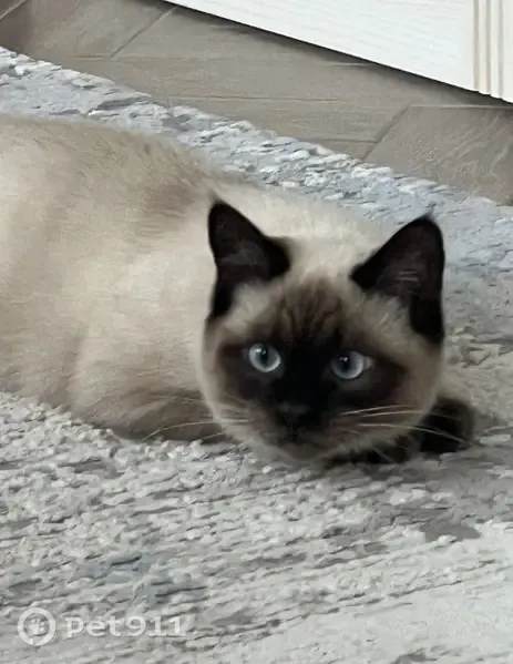 Пропала кошка, Соловьиная, Тамбов — коту нет ещё года - photo