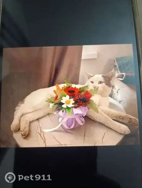 Пропала кошка, Самурская, Махачкала — кот, обычный окрас, мальчик - photo
