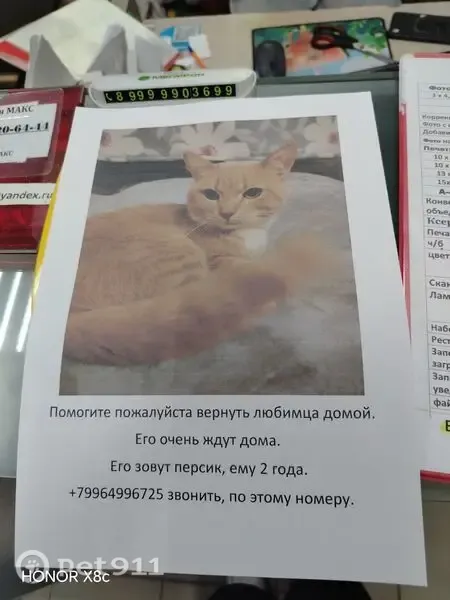 Пропала кошка, Москва, Капотня — светло-рыжая, белые лапки и белый 