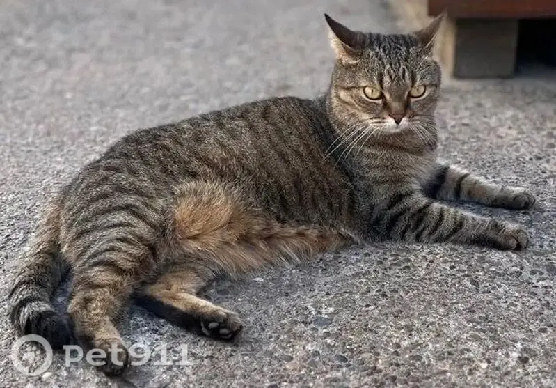 Пропала кошка, Свободы, Соликамск — очень осторожная домашняя кошка - photo