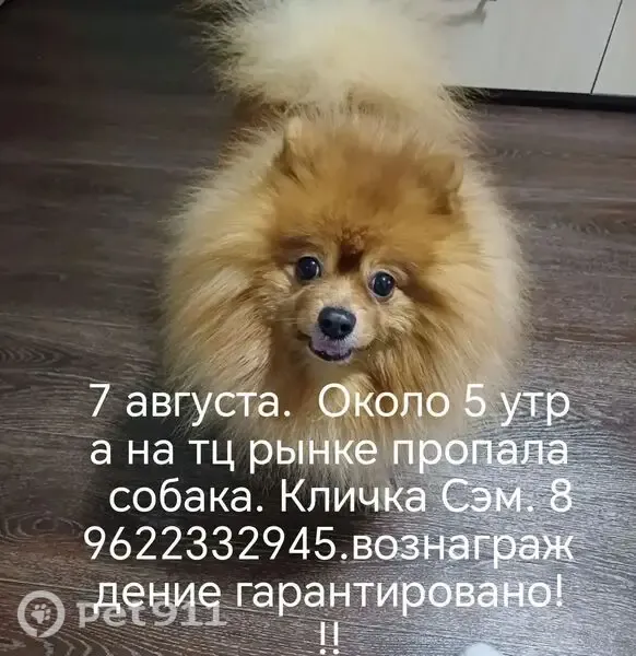 Пропала собака, Тамбов - photo