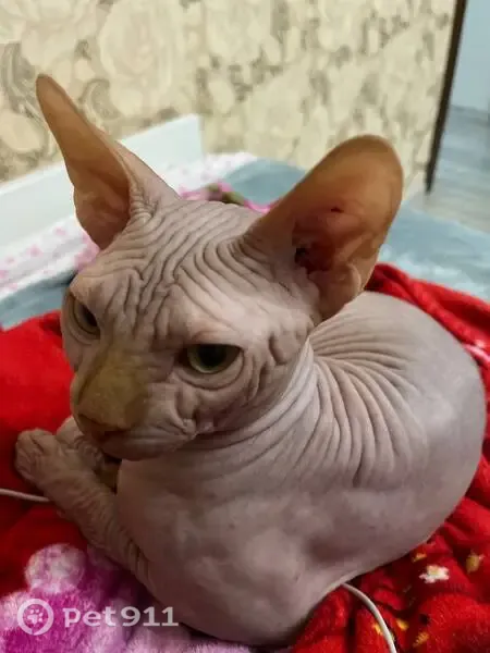 Пропала кошка, Ливны, Селищева, д. 2 — выпрыгнул в открытое окно - photo
