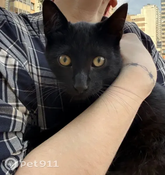 Кошка ищет дом, Санкт-Петербург, Архивная, д. 7 1 — очень ласковый и спокойный, но пугливый - photo