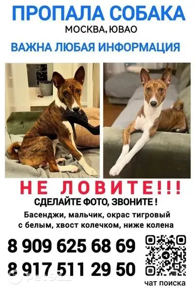 Пропала собака, Москва, ЮВАО — басенджи, кобель, тигровый с белым окрасом - photo