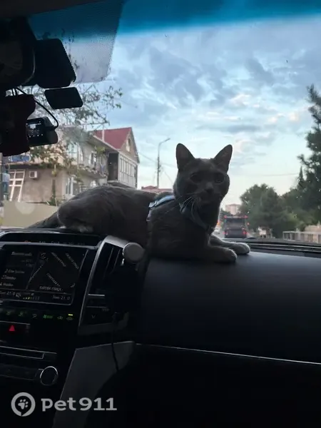 Пропала кошка, Геленджик, Тельмана, д. 33 — серый кот в голубой шлейке - photo