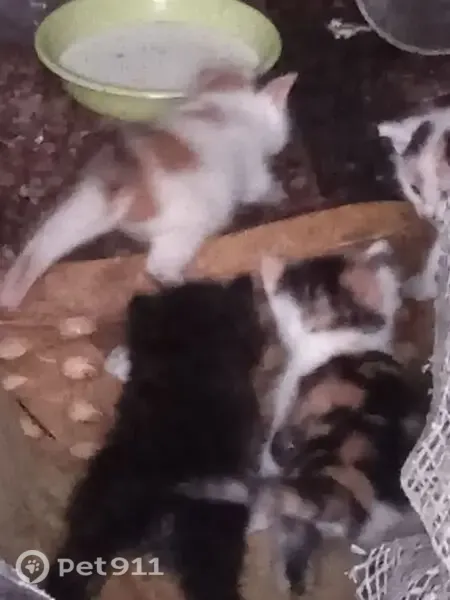 Кошка ищет дом, Санкт-Петербург — малыши котята, 4 трёхцветные и 1 чёрный котёнок - photo
