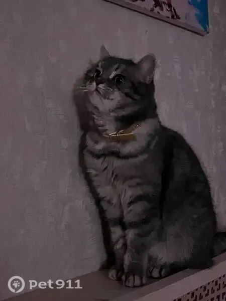 Пропала кошка, п. Большое Полпино, ст. Снежетьская, Брянск — 5 лет, серо-белая, с жёлтым ошейником - photo