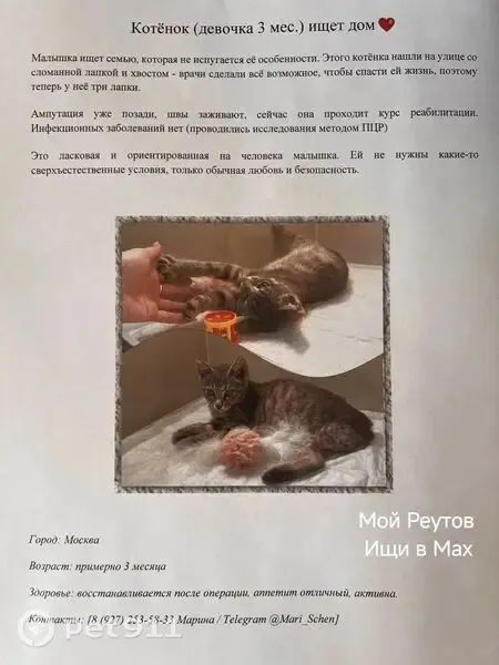 Кошка ищет дом, Москва — три лапки, 3 месяца - photo