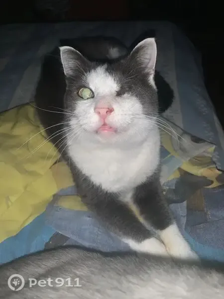 Пропала кошка, Томск, Карла Маркса, д. 48 3 — серый с белым, нет левого глаза - photo