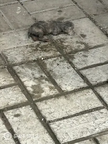Кошка ищет дом, Казань - photo