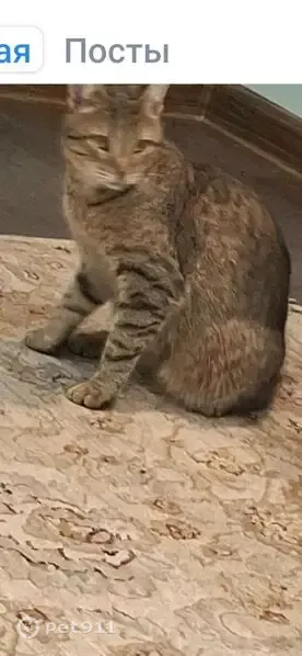 Пропала кошка, Район Советский, Нижний Новгород — серая полосатая - photo
