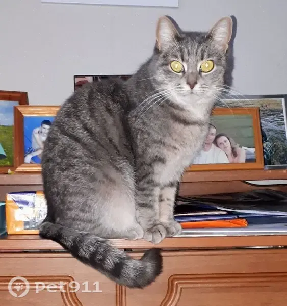 Пропала кошка, Район Центральный (г Тольятти), 9 Января, д. 36, Тольятти — 11 лет, стерильная - photo