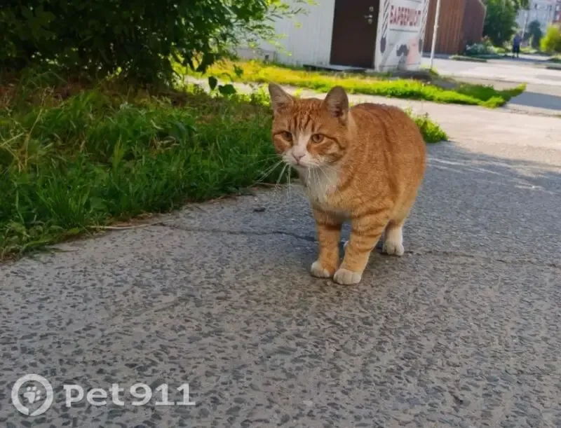 Кошка ищет дом, Рабочий поселок Линево, Мира, д. 4, Линёво — шикарный рыжик - photo