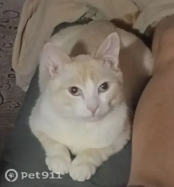 Пропала кошка, Урай — белая с рыжими ушками и хвостом, голубые косые глазки - photo