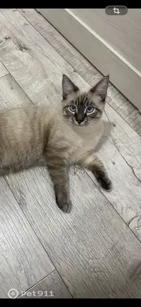 Пропала кошка, им. Столетова, д. 48, Волгоград — глаза немного косоглазые - photo