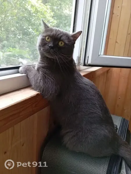Пропала кошка, Район Московский (г Калининград), О.Кошевого, д. 35, Калининград — британец, выпрыгнул с окна - photo