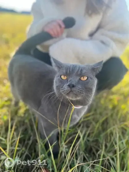 Пропала кошка, Поселок городского типа Афанасьево, Красных Партизан, д. 5 — серого цвета, нежный котик Гриша - photo