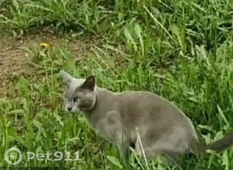 Пропала кошка, Деревня Шихан — бурманский кот Серый, желтые глаза - photo