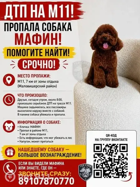 Пропала собака, трасса М11, 488 км, Истра - photo