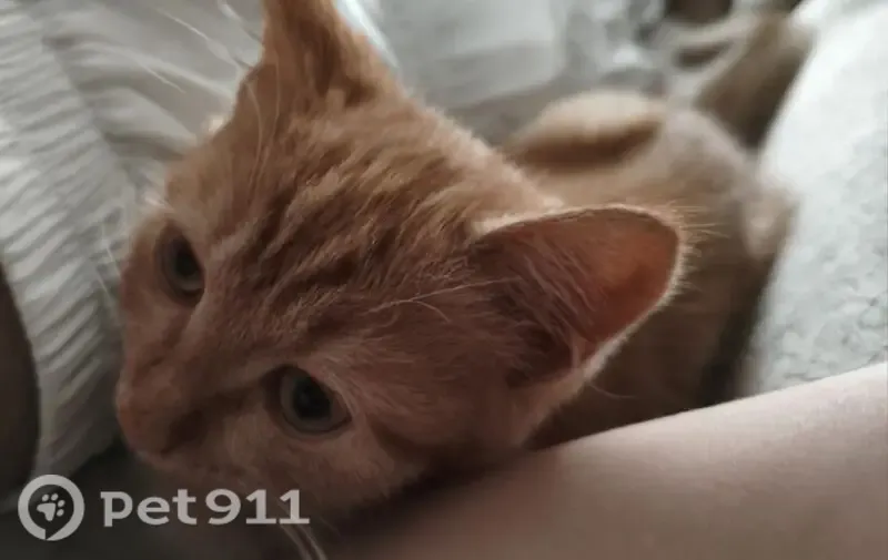Пропала кошка, Благовещенск, Комарова, д. 7/3 — рыжий котёнок 4 месяца, с ошейником с бубенцом - photo