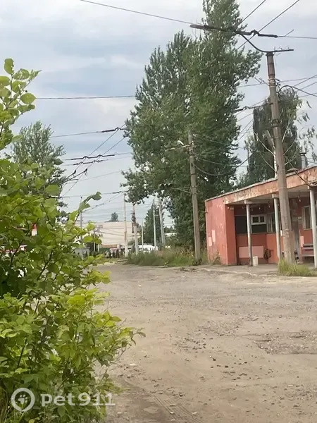 Хорёк ищет дом, Ярославль, Волгоградская — видели у конечки 1 автобуса - photo