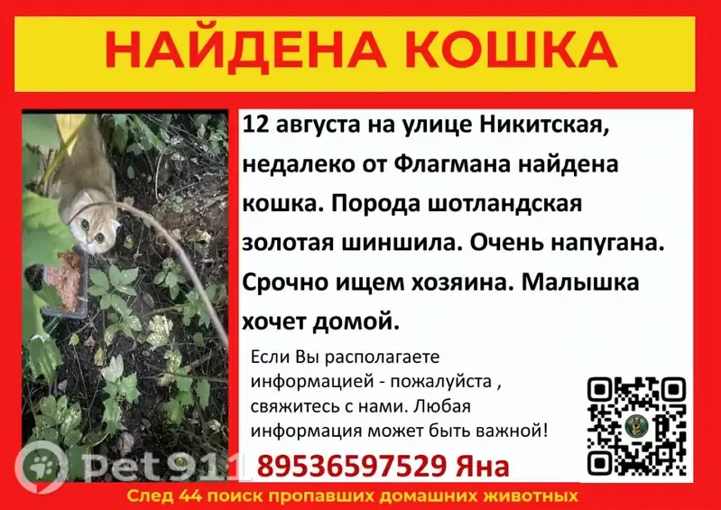 Найдена кошка, Никитская, Кострома - photo