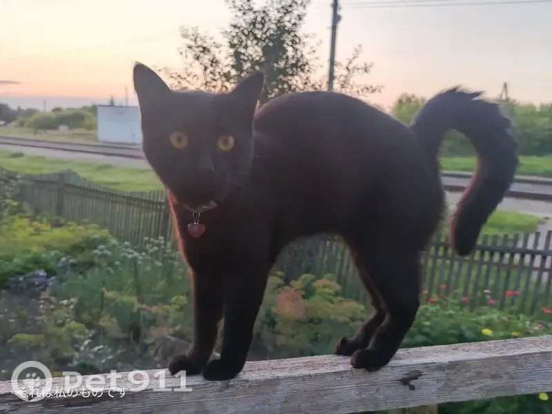 Пропала кошка, Скопин, Ленина, д. 123в, Скопин — чёрная, с жёлтыми глазами - photo