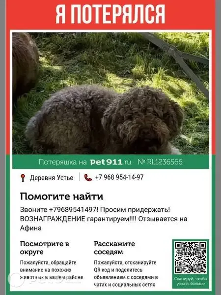 Пропала собака, Деревня Устье, Устье — лаготто романьоло, с адресником - photo
