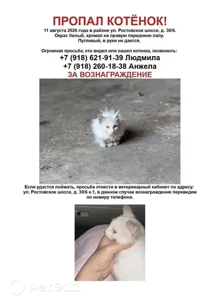 Пропала кошка, Ростовское шоссе, д. 30/6, к. 1, Краснодар — белая, очень пугливая - photo