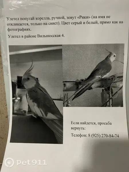 Пропала птица, Москва, Вильнюсская, д. 4 — серый с белым, вылетел из окна - photo