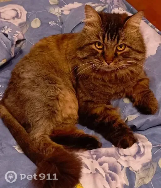 Пропала кошка, Территория снт Природа(Чаща), д. 106, Чаща — крупный полосатый кот, 6 лет - photo