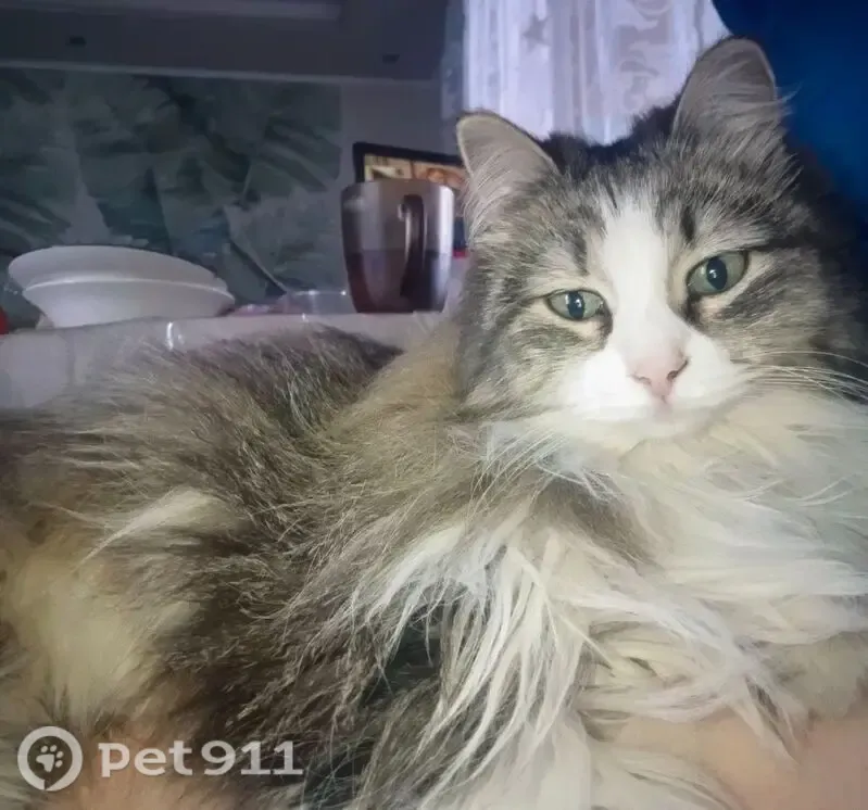 Пропала кошка, Рабочий поселок Боровский, Вокзальная, д. 51, Боровский — стерилизована, пугливая, 11 лет - photo