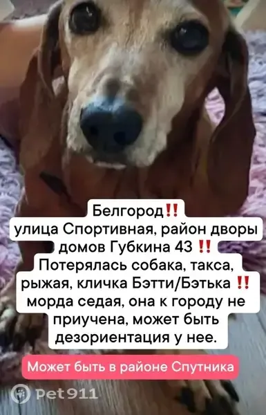 Пропала собака, Белгород, Губкина, д. 43 — рыжая такса Бэтти/Бэтька - photo