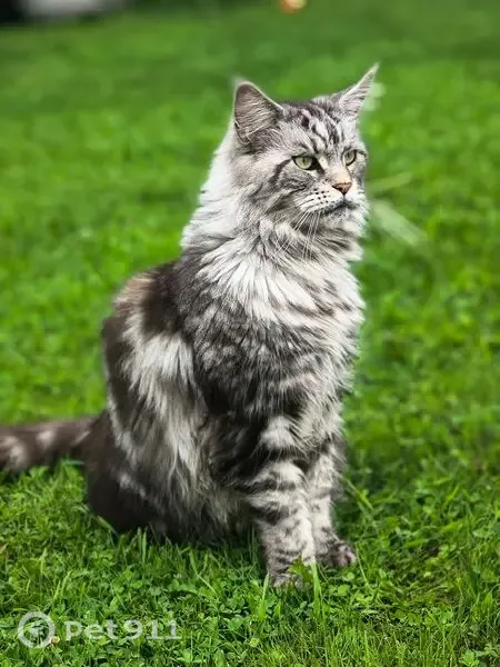 Пропала кошка, Деревня Коськово, Береговая — серебристый (серый) - photo