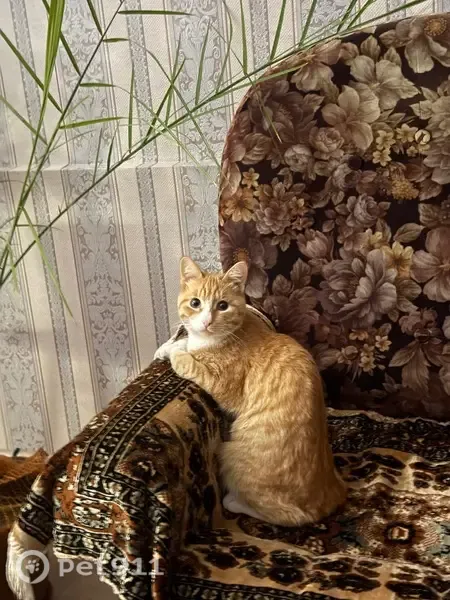 Пропала кошка, Степная, д. 21, Нижний Тагил — рыжий кот, очень ласковый - photo
