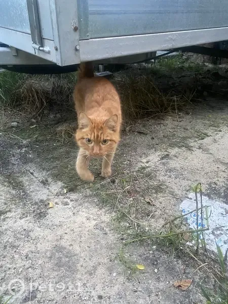 Найдена кошка, Воронеж, Киевская — очень красивый, ласковый, кастрированный котик - photo