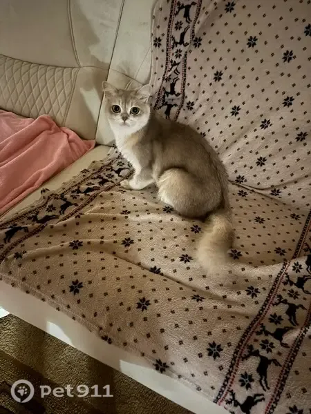 Пропала кошка, Волжский, Ухтинская, д. 15 — пугливый котик - photo
