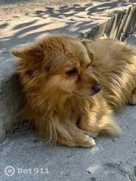 Пропала собака, Энгельса, Курск — старенький, 12 лет, кличка Бублик - photo