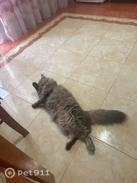 Пропала кошка, Соль-Илецк - photo